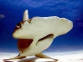Scalloped Hammerhead Shark