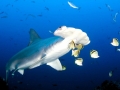 Scalloped Hammerhead Shark