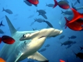 Scalloped Hammerhead Shark