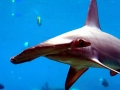 Scalloped Hammerhead Shark