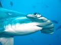 Scalloped Hammerhead Shark