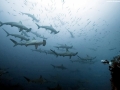 Scalloped Hammerhead Shark