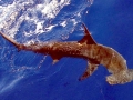 Scalloped Hammerhead Shark
