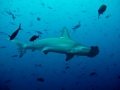 Scalloped Hammerhead Shark