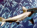 Scalloped Hammerhead Shark