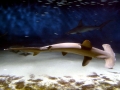 Scalloped Hammerhead Shark