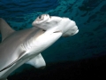Scalloped Hammerhead Shark