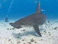 Scalloped Hammerhead Shark