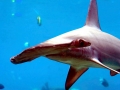 Scalloped Hammerhead Shark