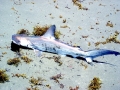 Scalloped Hammerhead Shark