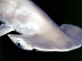 Scalloped Hammerhead Shark