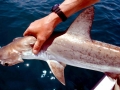 Scalloped Hammerhead Shark