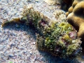 Scorpionfish