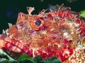 Scorpionfish