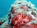 Scorpionfish