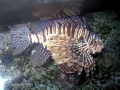 Scorpionfish
