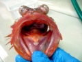 Scorpionfish