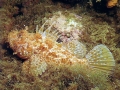 Scorpionfish