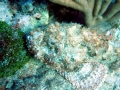 Scorpionfish
