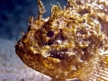 Scorpionfish
