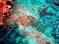 Scorpionfish