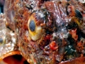 Scorpionfish