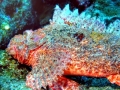 Scorpionfish