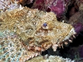 Scorpionfish