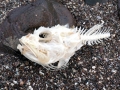 Scorpionfish