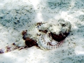 Scorpionfish