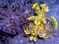 Scorpionfish