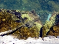 Scorpionfish