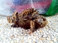 Scorpionfish