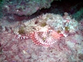 Scorpionfish