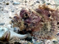 Scorpionfish