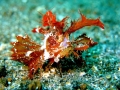 Scorpionfish