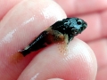 Scorpionfish