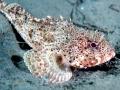 Scorpionfish