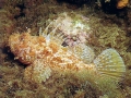 Scorpionfish