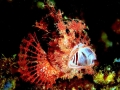 Scorpionfish