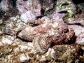 Scorpionfish