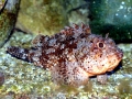 Scorpionfish