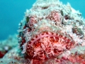 Scorpionfish