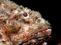 Scorpionfish