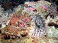 Scorpionfish