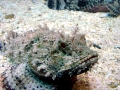 Scorpionfish