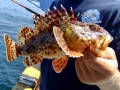 Scorpionfish