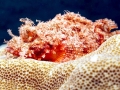 Scorpionfish