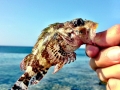 Scorpionfish
