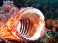 Scorpionfish